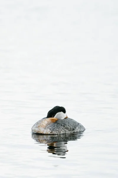 晴れた日に池に浮かぶ白い白鳥 — ストック写真