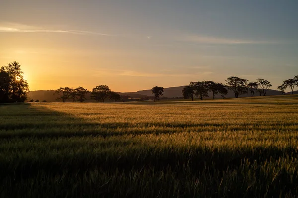 Nascer Sol Sobre Campo Trigo Escócia Primavera Balerno Reino Unido — Fotografia de Stock