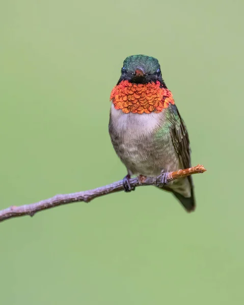 一只红宝石喉蜂鸟栖息在上面 — 图库照片