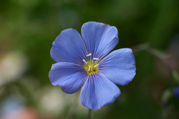 Belles Fleurs Dans Jardin — Photo