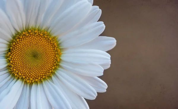 Hermosa Flor Margarita Blanca Fondo —  Fotos de Stock