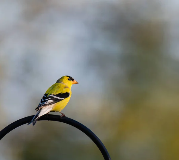 枝に鳥がいて — ストック写真