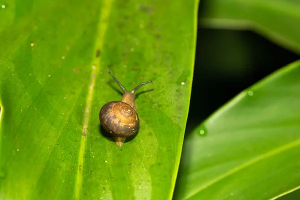 Eine Kleine Schnecke Mit Ihrem Schneckenhaus Auf Einem Grünen Blatt — Stockfoto