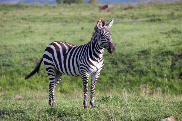 Одна Зебра Зеленом Ландшафте Национального Парка Кени — стоковое фото