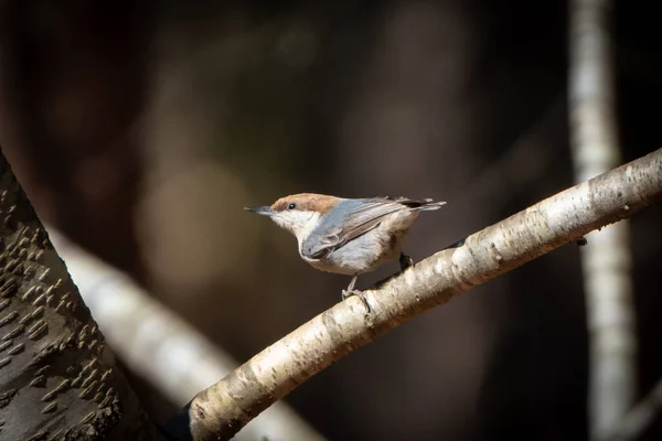 Brown Headed Nuthatch Branch — Stock Photo, Image
