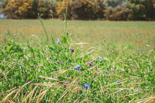 Eine Nahaufnahme Von Einem Schönen Grünen Gras Auf Einem Feld — Stockfoto