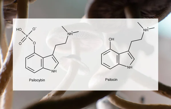 사람들의 정신적 신체적 건강에 미치는 실로시빈과 시신의 의학적 실로시빈 버섯의 — 스톡 사진