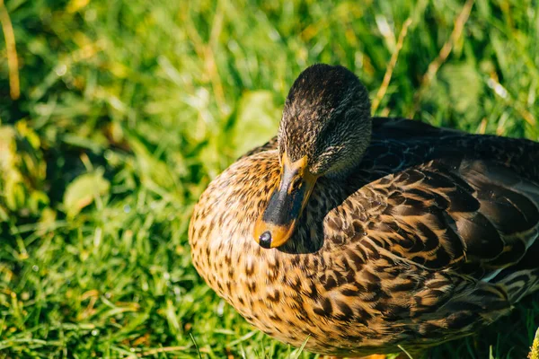 Pato Agua —  Fotos de Stock