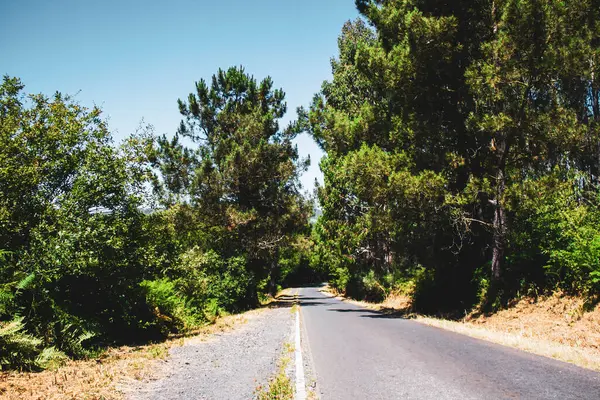 Camino Bosque — Foto de Stock