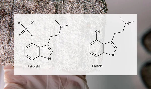 사람들의 정신적 신체적 건강에 미치는 실로시빈과 시신의 의학적 실로시빈 버섯의 — 스톡 사진