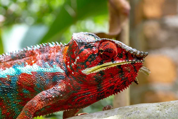 Madagaskar Adasındaki Ulusal Bir Parkta Bir Dalda Renkli Bir Bukalemun — Stok fotoğraf