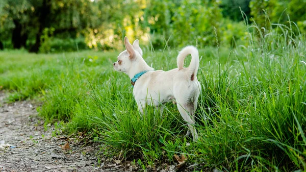 Witte Puppy Chihuahua Hond Wandelen Een Groene Weide — Stockfoto