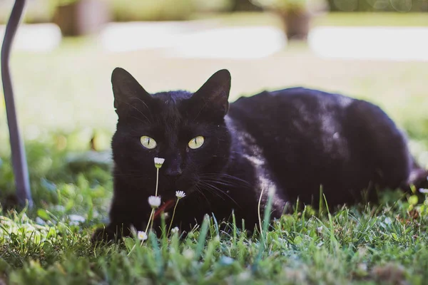 Svart Katt Med Gröna Ögon Liggande Gräset — Stockfoto