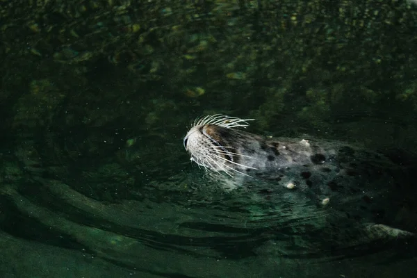 View Harbor Seal Resting Water Seattle — Stock Fotó