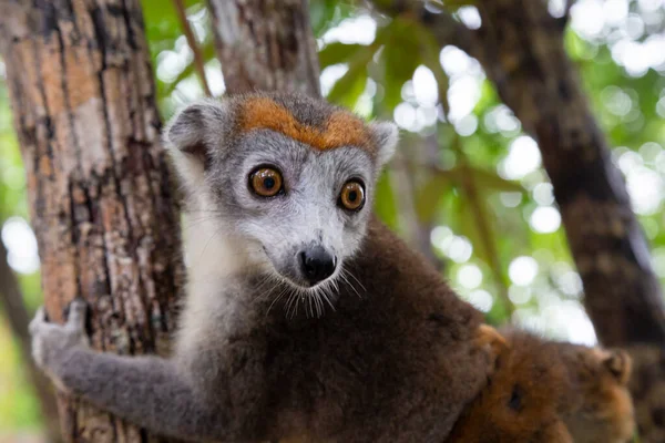 Lémur Corona Árbol Selva Tropical Madagascar — Foto de Stock