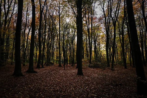 Sonbaharda Düşen Yapraklarla Güzel Bir Sonbahar Ormanı — Stok fotoğraf