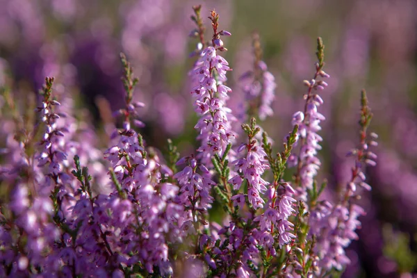 Heather Haworth Moor Çiçek Açan Bitkinin Yakın Plan Görüntüsü — Stok fotoğraf