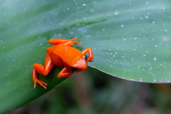 緑の葉に小さなオレンジ色のカエルが1羽 — ストック写真