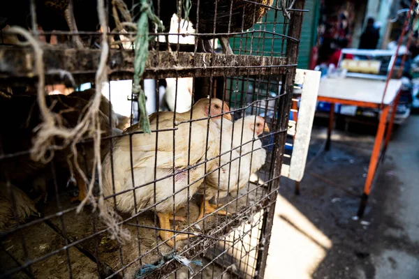 Et pazarında kafesteki tavuklar