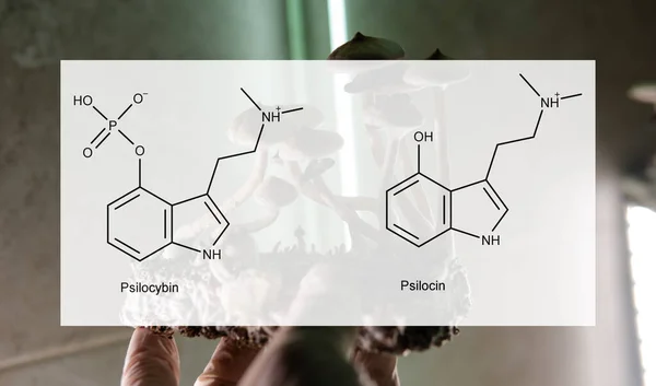 Los Efectos Médicos Psilocibina Psilocina Salud Psicológica Física Las Personas —  Fotos de Stock