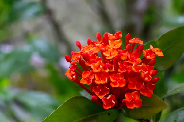 Plantas Flores Coloridas Ilha Madagáscar — Fotografia de Stock