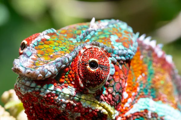 Jeden Barevný Chameleon Větvi Národním Parku Ostrově Madagaskar — Stock fotografie