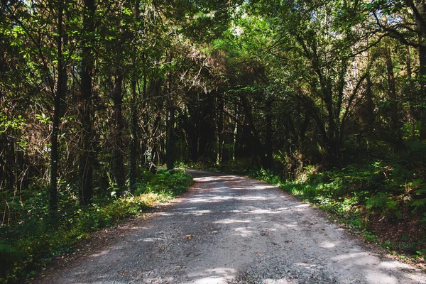 Estrada Floresta — Fotografia de Stock