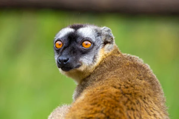 Portrait Brown Maki Close Funny Lemur — Stock Photo, Image