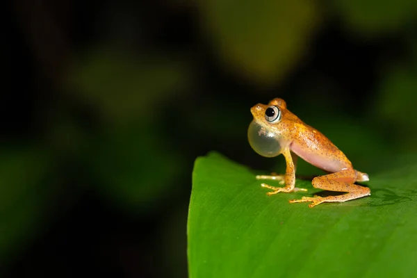 小さなオレンジ色のカエルが葉の上に座っています — ストック写真