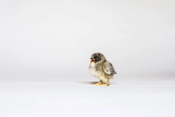 Pollito Con Pelo Castaño Largo Sobre Fondo Blanco — Foto de Stock