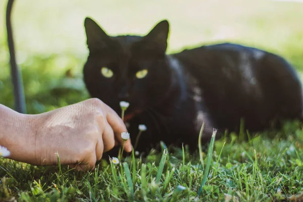 Chat Noir Aux Yeux Verts Couché Sur Herbe — Photo