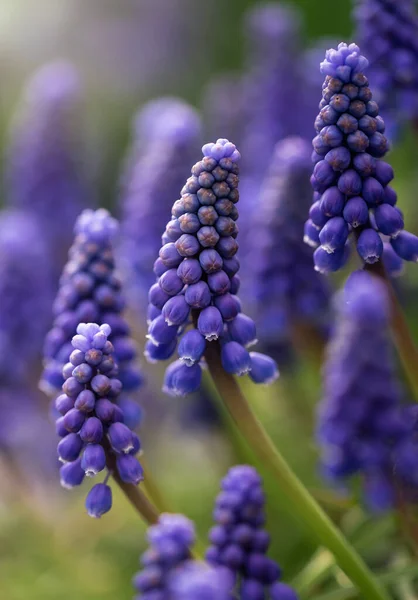 Muscari Armeniacum Mavi Bahar Köpüklü Çiçekleri — Stok fotoğraf