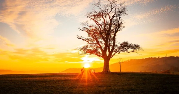 Loving Couple Watching Sunset Great Lhota Old Lonely Tree Hill Stock Picture