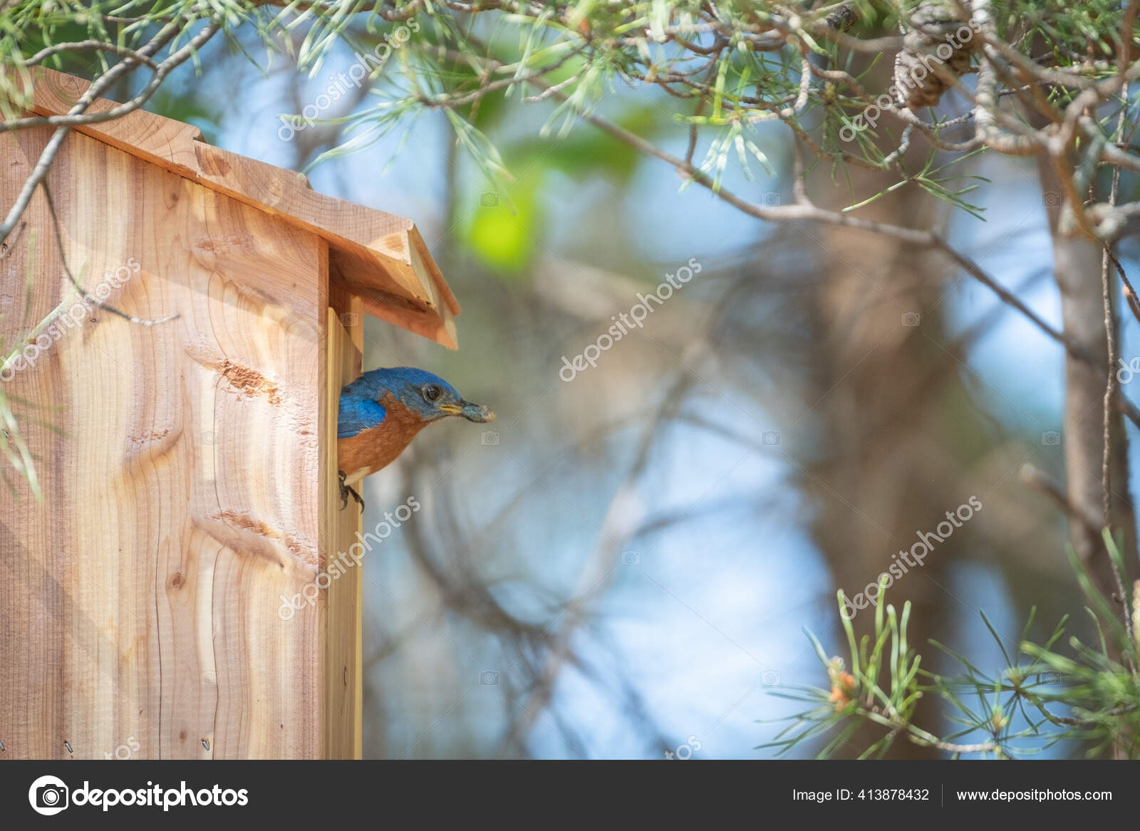 Bluebird Cleaning Out His Bird House Stock Photo by ©Cavan 413878432