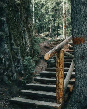 Ormanda ahşap köprü