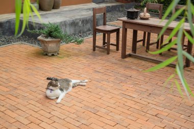 Evcil kedi eski bir bahçede soğumuş, stok fotoğrafı.