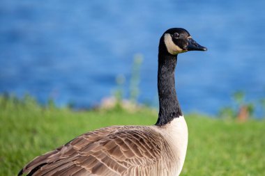 Yetişkin Kanada kazı (Branta canadensis) baharda bir gölün yanında yatay olarak bulunur.
