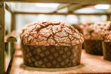 Taze pişmiş ekmek somunları