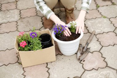 Kadın çiçekleri saksıya nakleder.