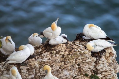 Scale Nab 'de yuva yapan kuzey sümsük kuşları İngiltere' nin Doğu Yorkshire 'daki Flamborough Head yakınlarında bulunan balıkçı ağlarının oluşturduğu plastik halatı gösteriyor.