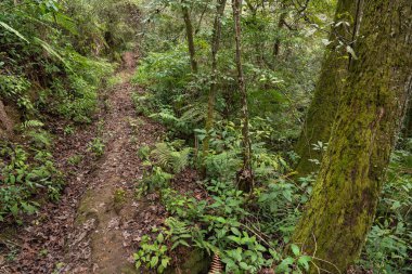 Yoğun ormanlarla çevrili bir patika.