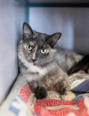 Mavi gözlü sevimli kedi.