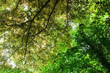 Ormanda yeşil yapraklar