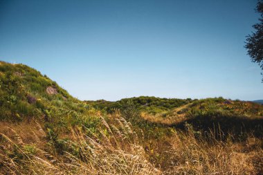 Güzel bir manzara Ağacı ve mavi gökyüzü