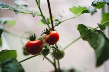 Serada taze domatesler yetişiyor.