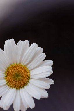 Arka planda güzel beyaz papatya çiçeği