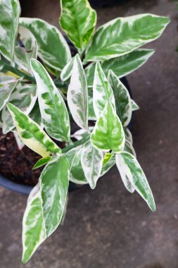 Zanzibar Mücevheri dış bahçede, stok fotoğrafı