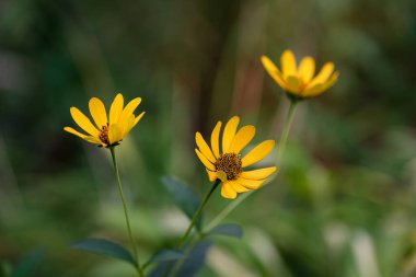 Bahçedeki sarı çiçek