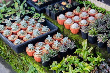 Vitrinlere kaktüs saksıları, stok fotoğrafları.