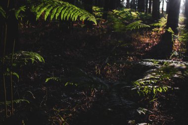 Ormanda yeşil yapraklar